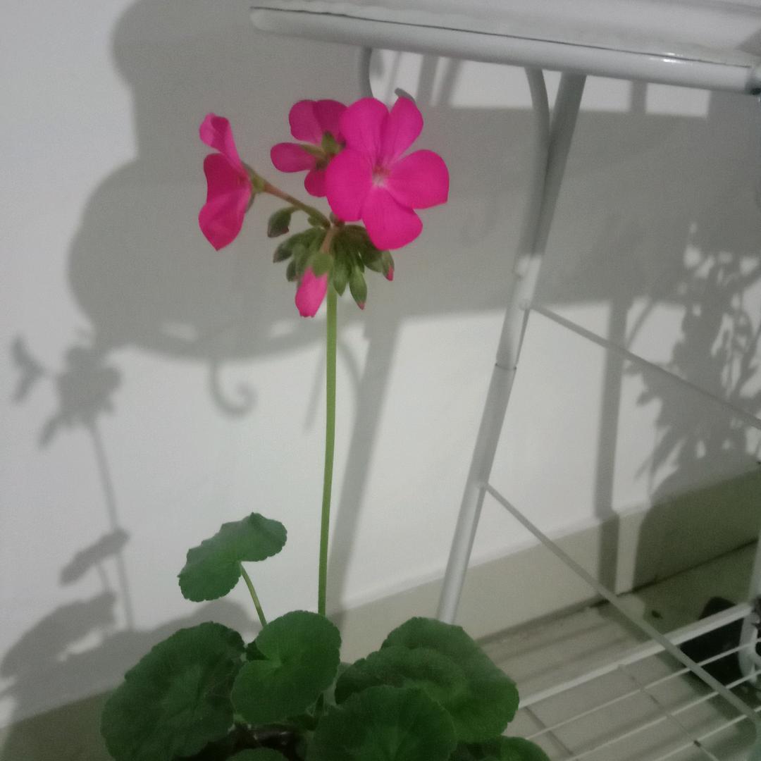 雨后彩虹*