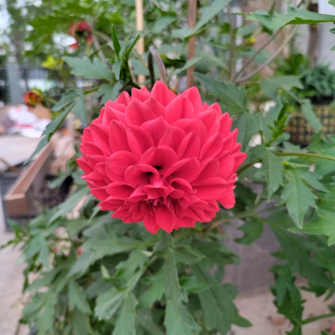 百花山垂钓基地
