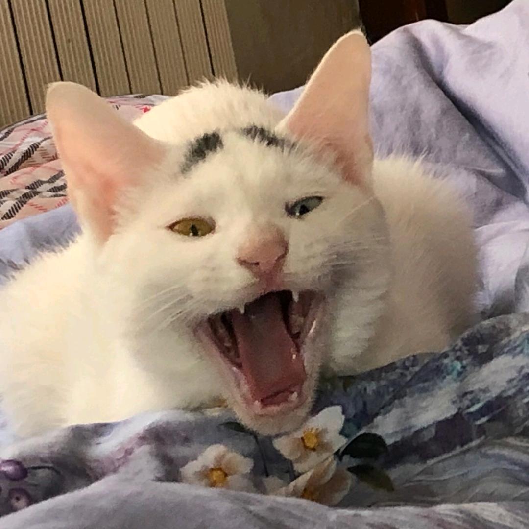 头像是猫