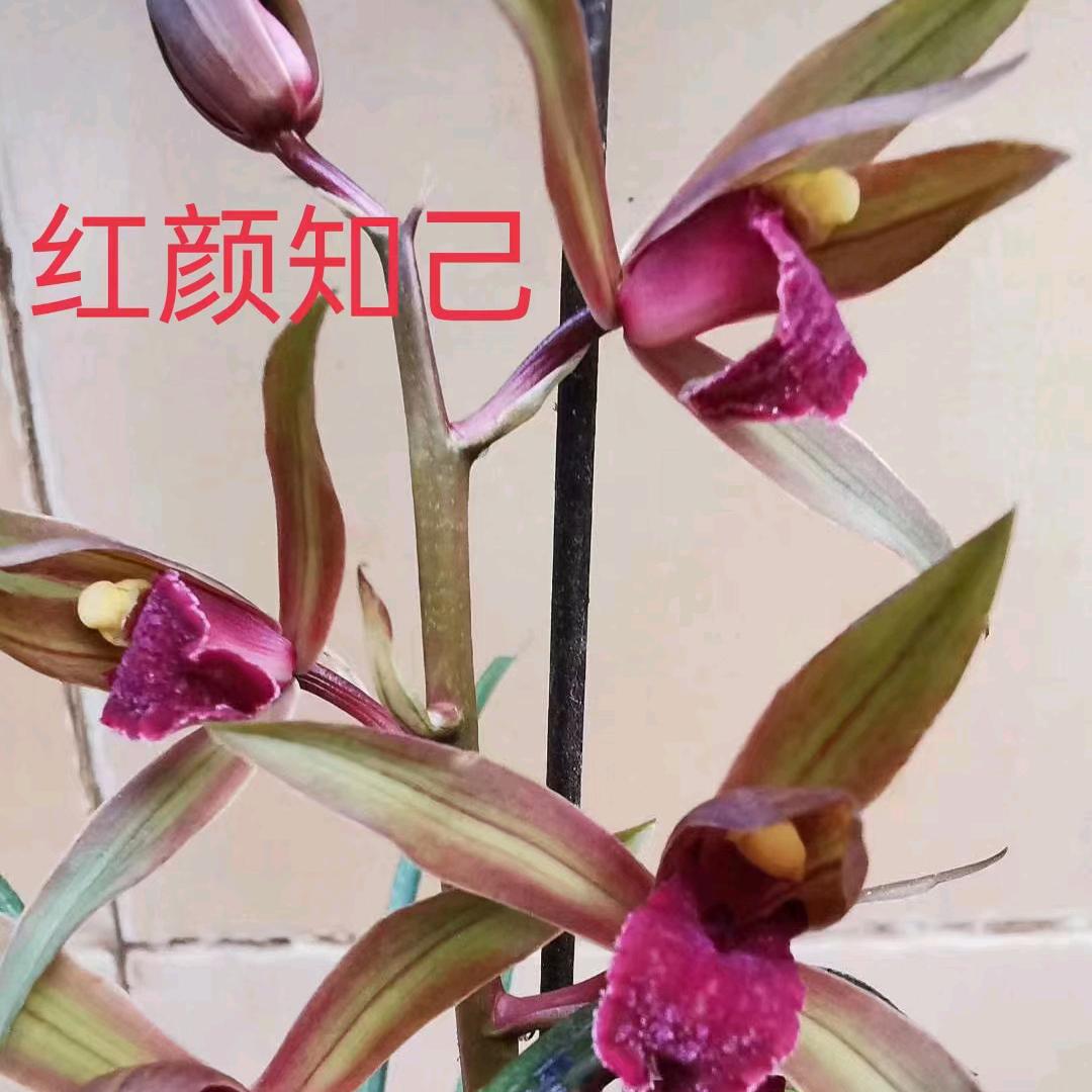 心悦兰苑