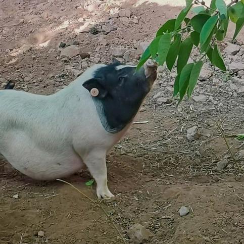 撵不到香猪肉生鲜店