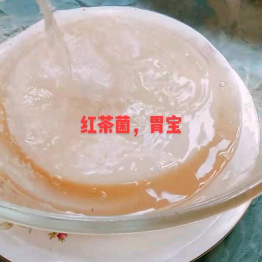 红茶菌