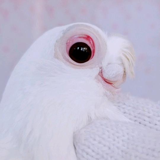 卧龙鸽舍～王敬（航空运输）