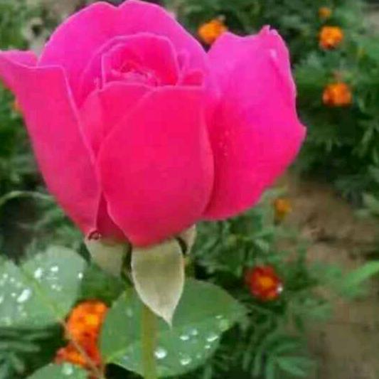 风中有花香，夜空有星辰