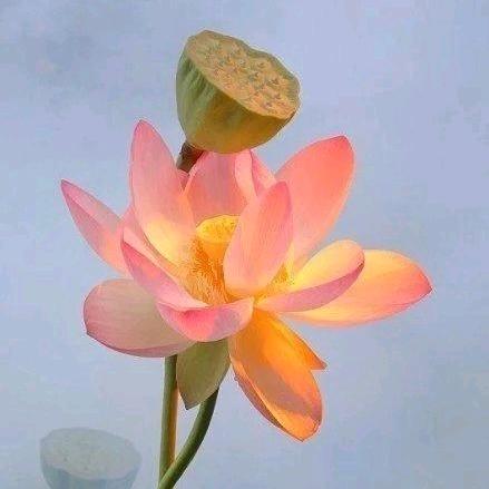 慧明师父说