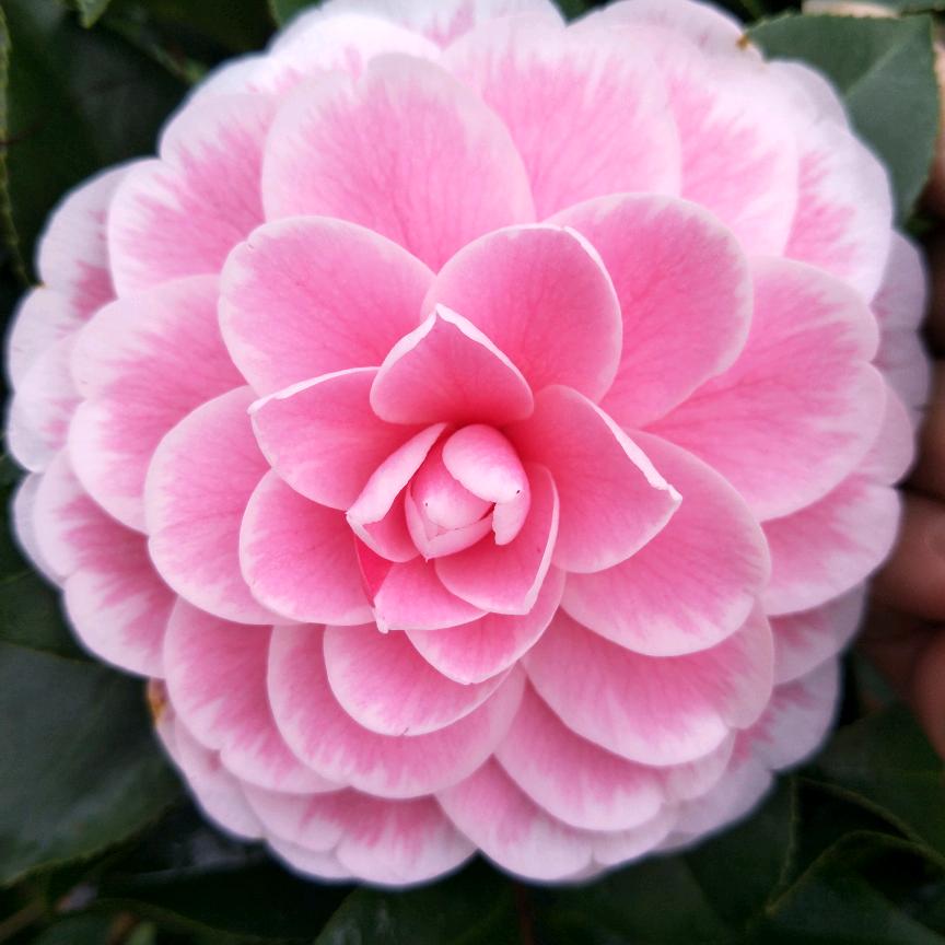 花开富贵💋
