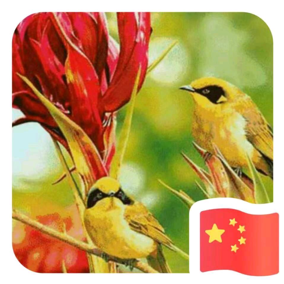 好运爆张
