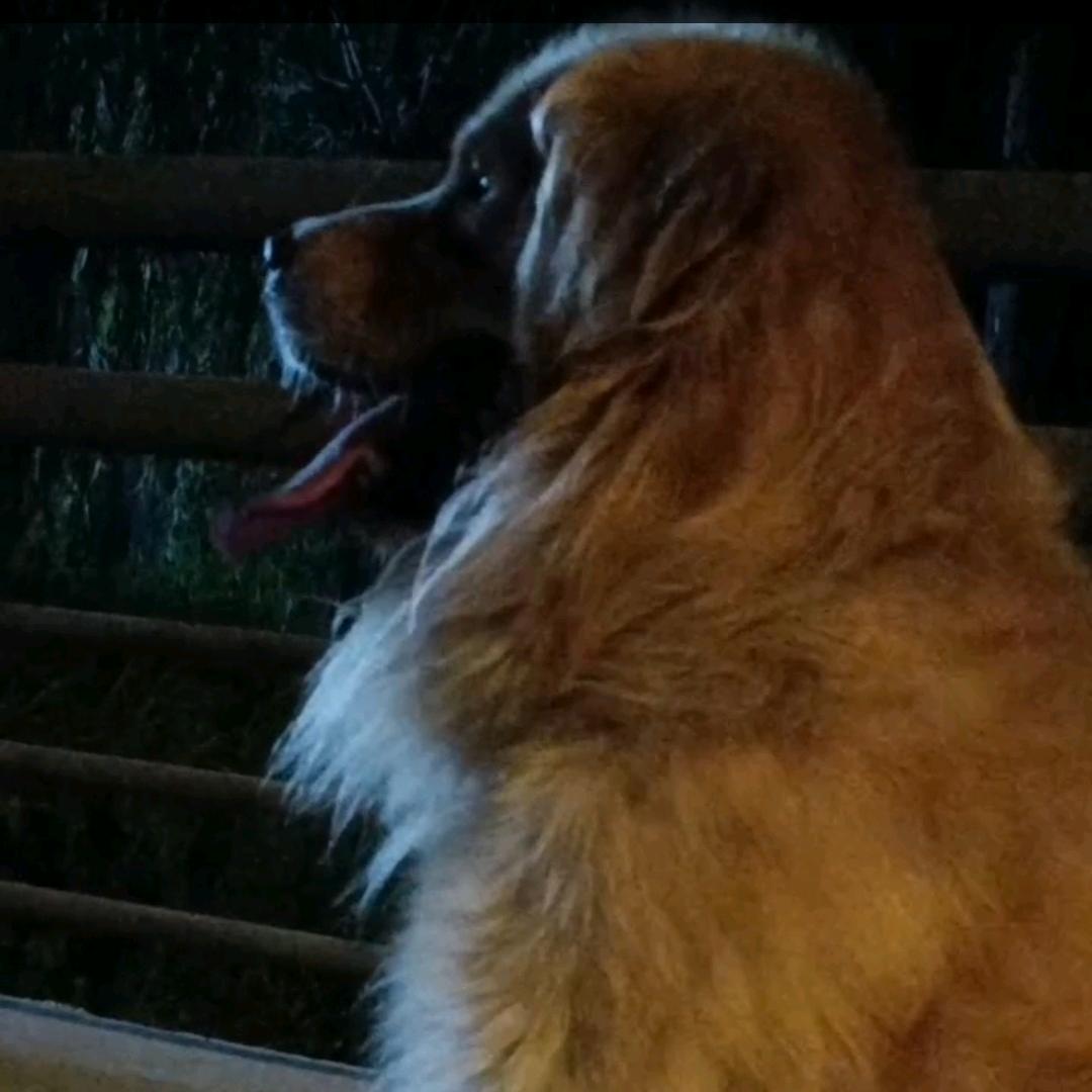 开封市顺河回族区六二金毛犬舍