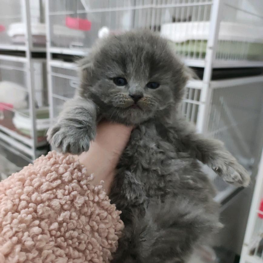 方城爱尚宠物十自家犬舍繁殖