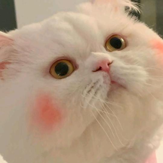 🌈花开富贵🌈