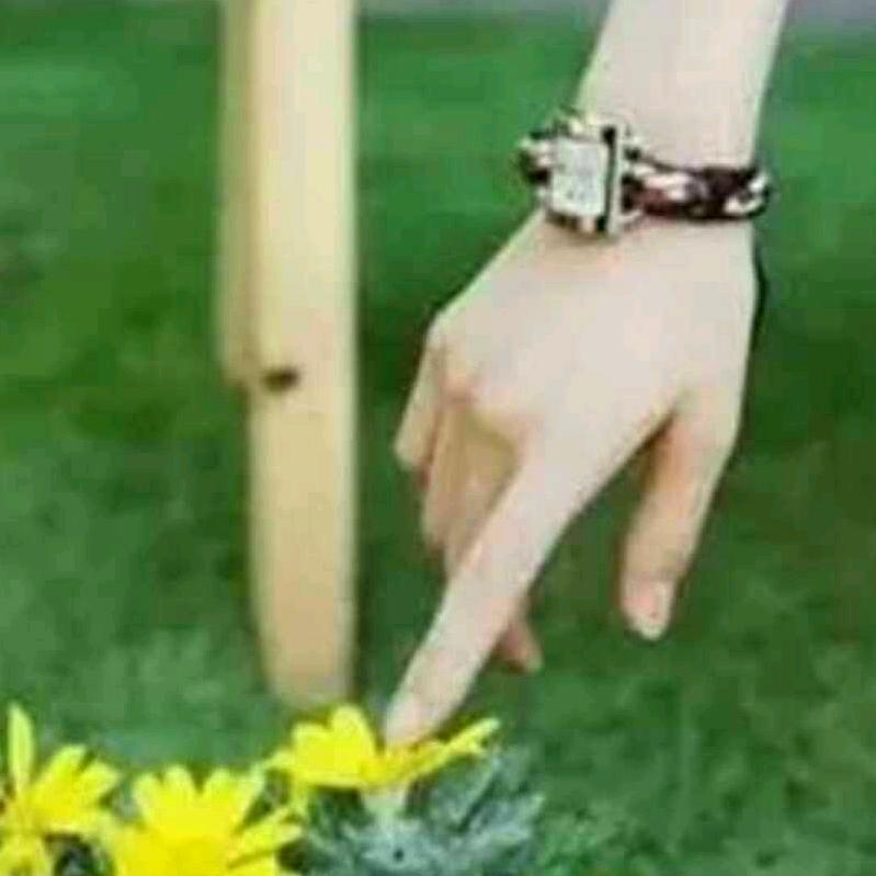 太阳雨🌻