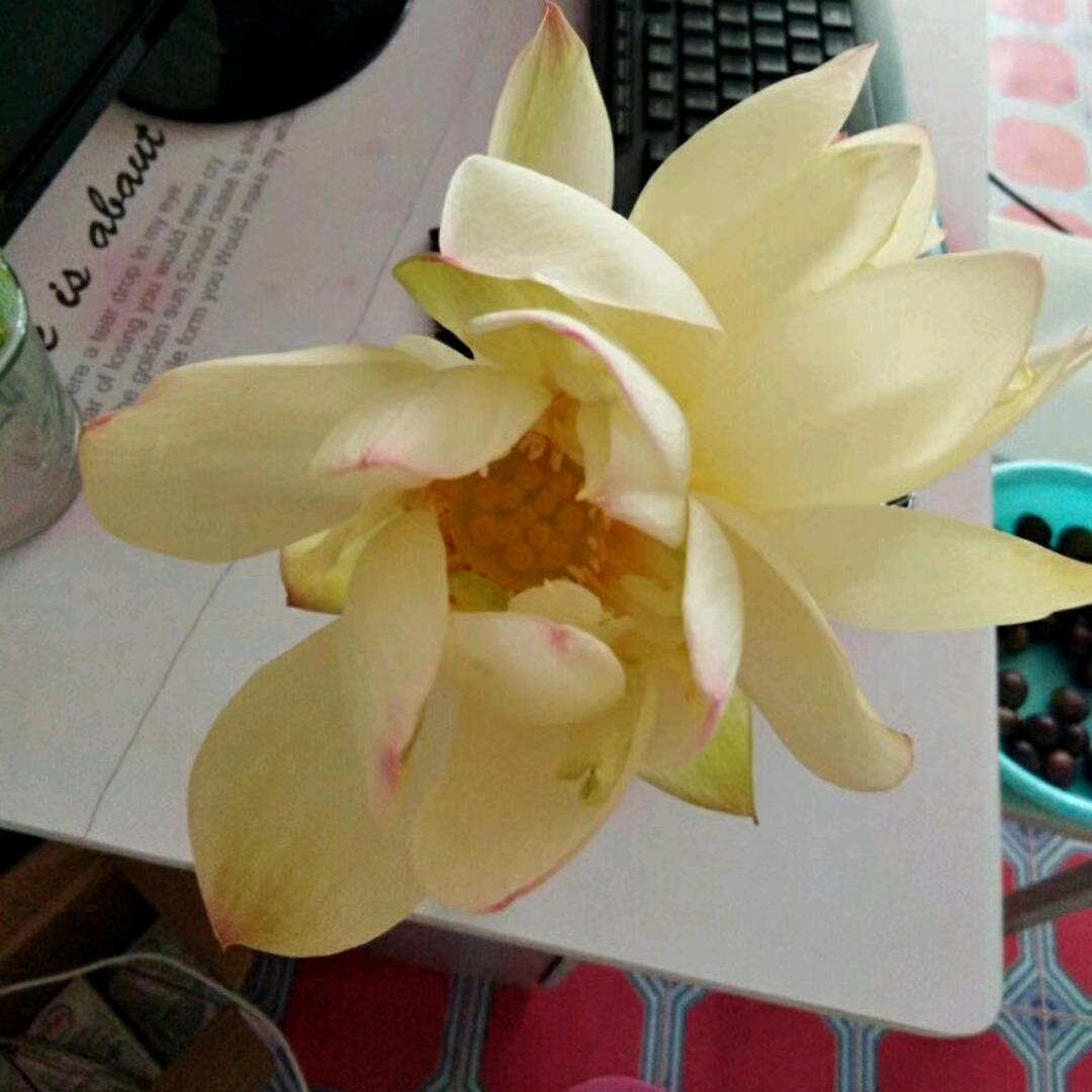 ꧔ꦿ᭄雾非雾 ꦿ᭄࿐