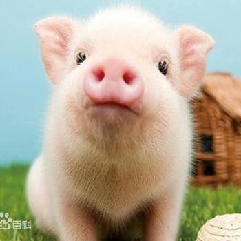 山东中牧兽药工厂直发