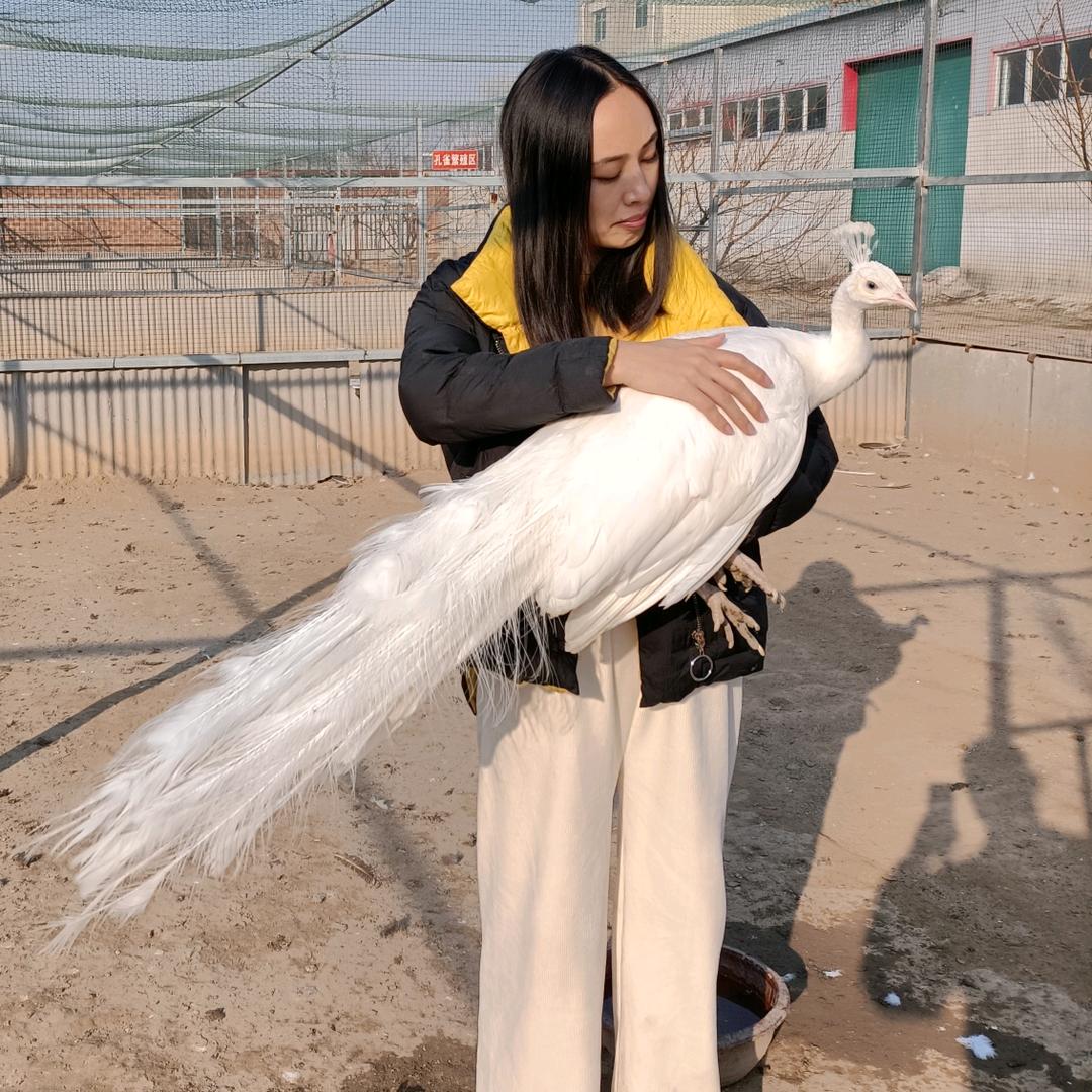 饶阳县雀之灵孔雀养殖基地