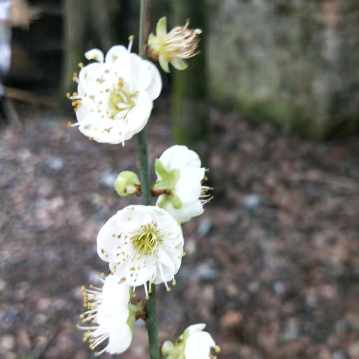 淡默
