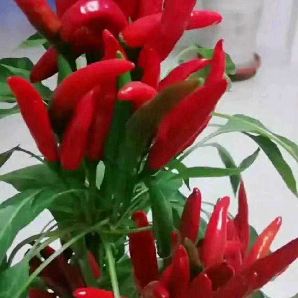 怎么开心怎么过