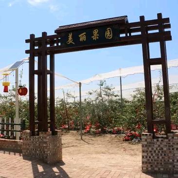 乾县梁山张新战农场橱窗鲜果