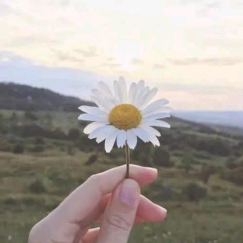 冷漠e 芯