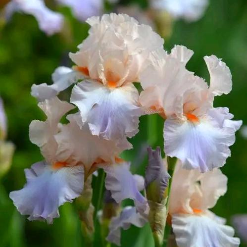 🌸花🌸