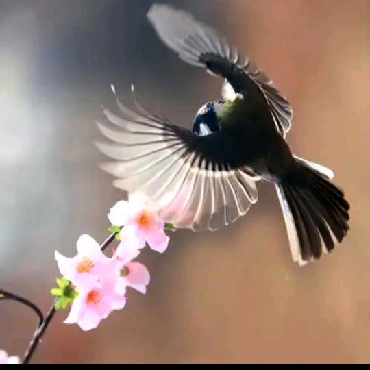 ☆迶緣无份☆╮