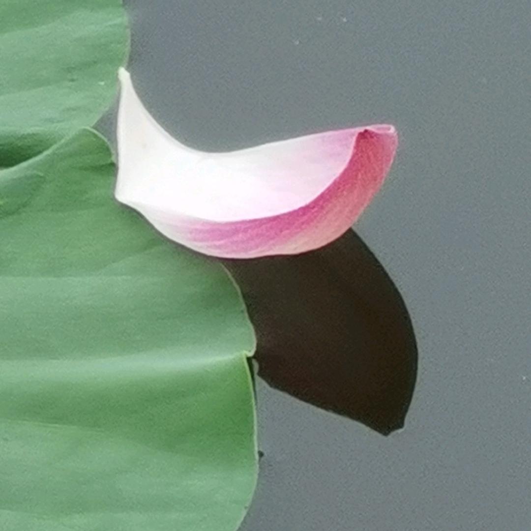 佳音(中国)