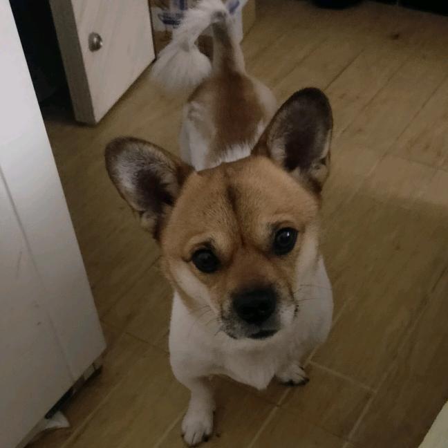 小福
