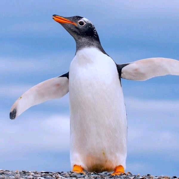 对方以阵亡8️⃣🅱️Q了