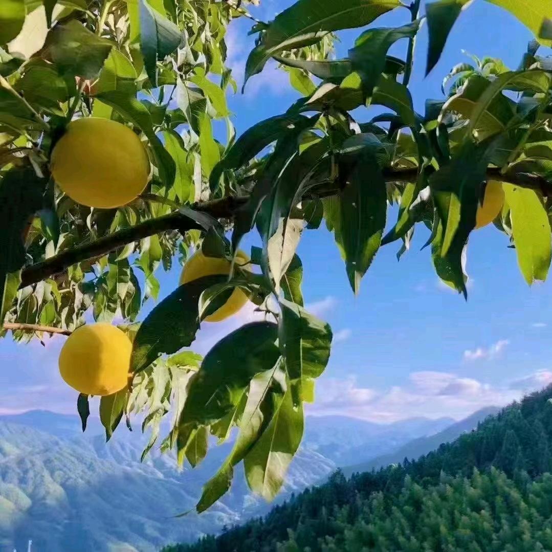果农之家