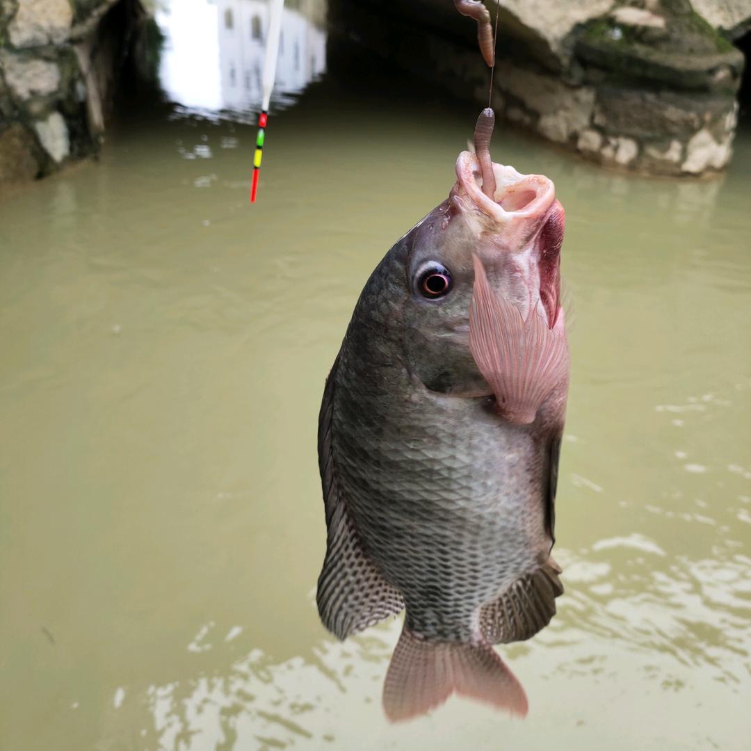 钓鱼直播大杨@抖音