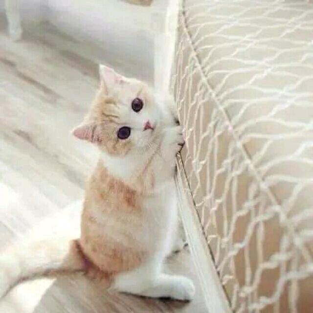 小侯嗷呜（25年西部计划版）