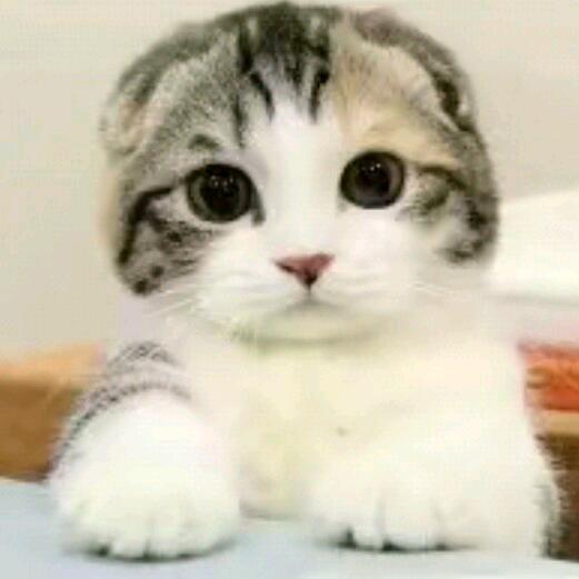 🌿雨后🌹彩虹🍃