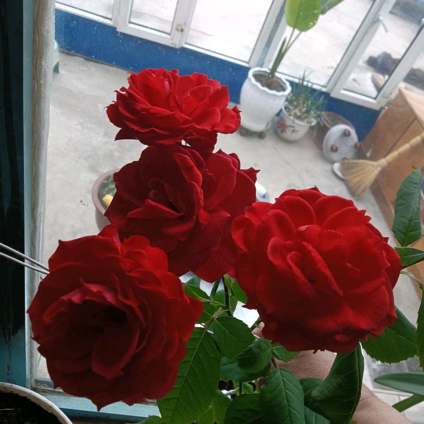 百合