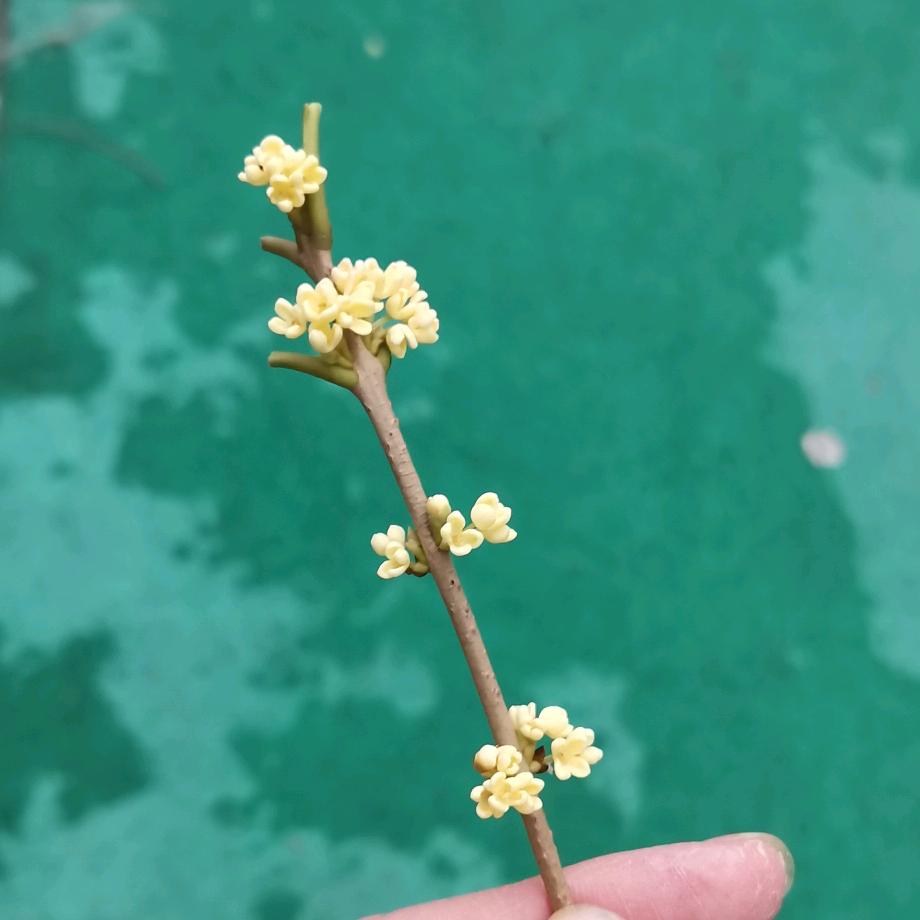 生活小白逆袭记