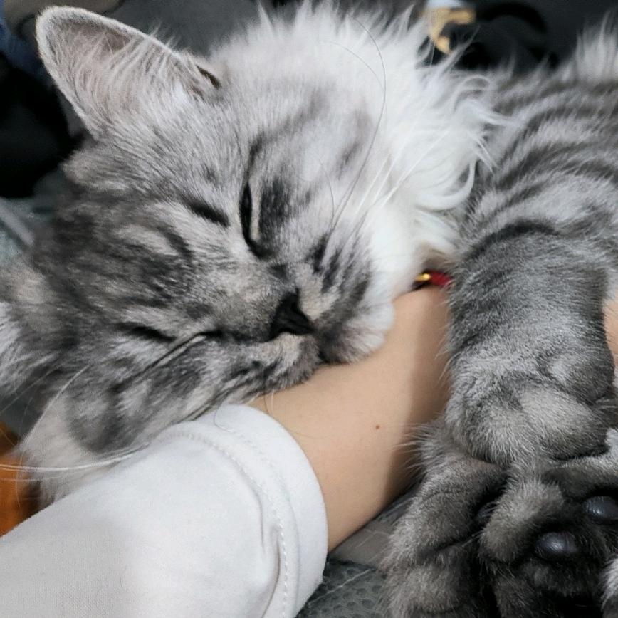 芝麻和大头🦁福