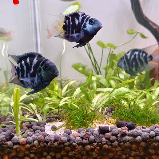 波哥的养鱼日志