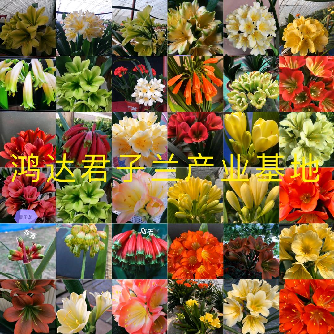 鸿达君子兰养殖基地