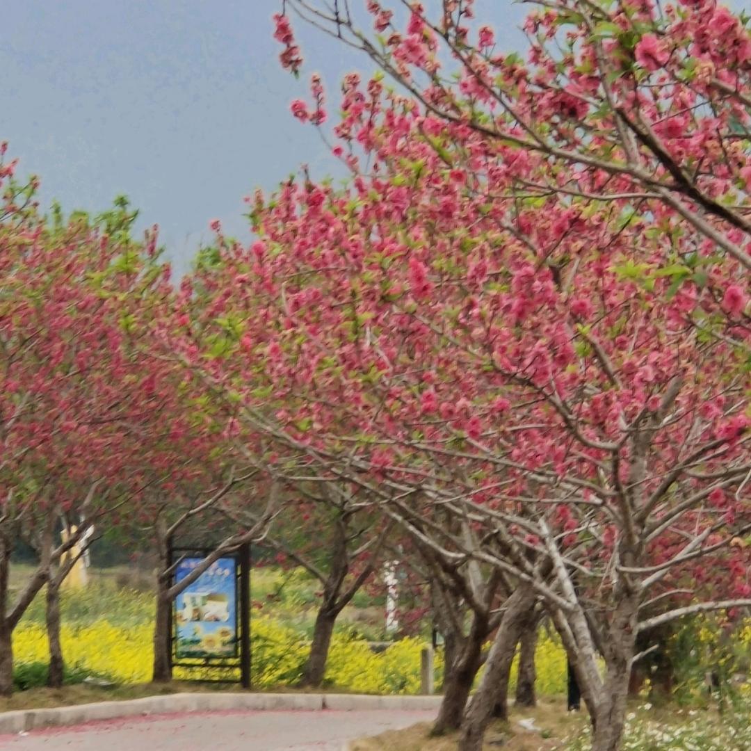 钥玲