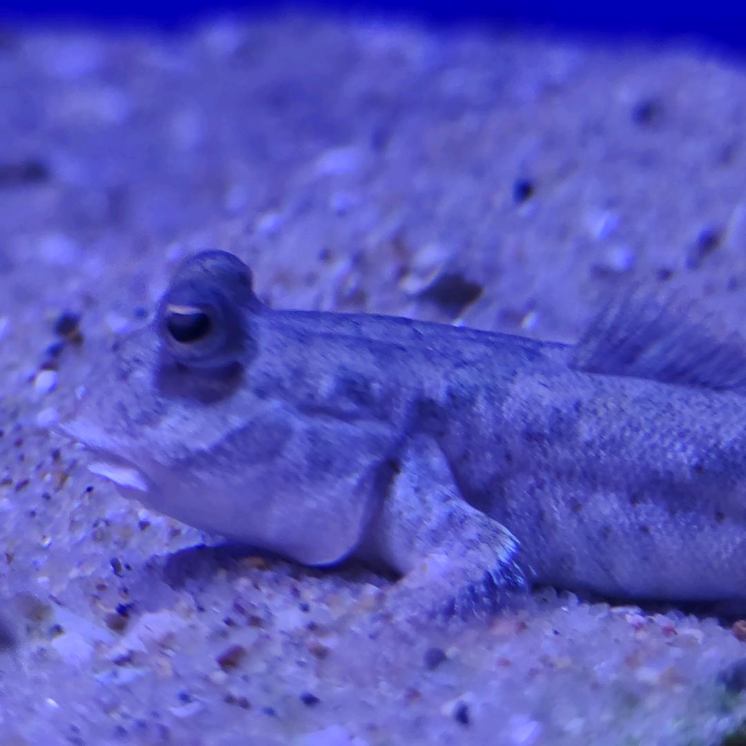 青山月（生活版）