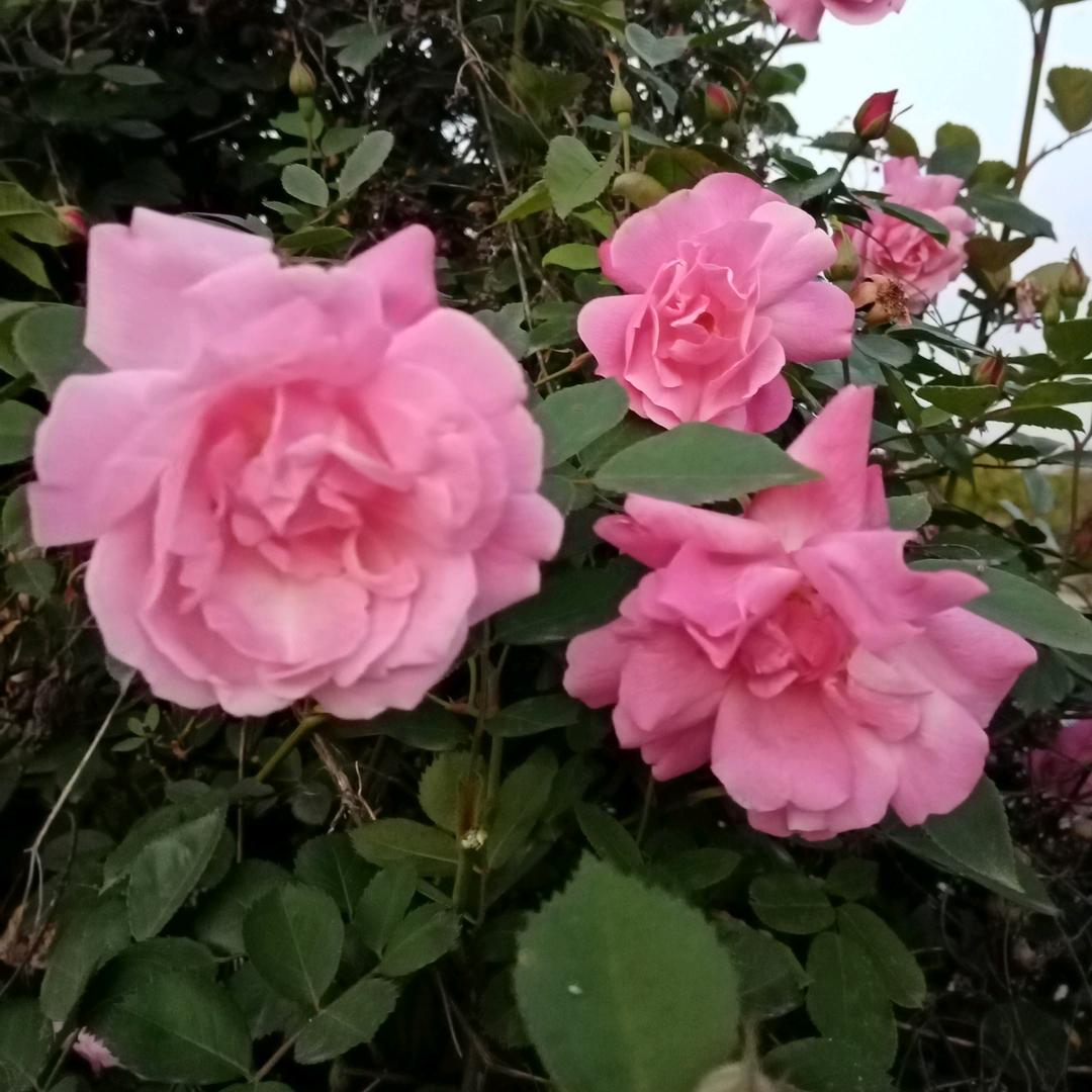 平安富贵