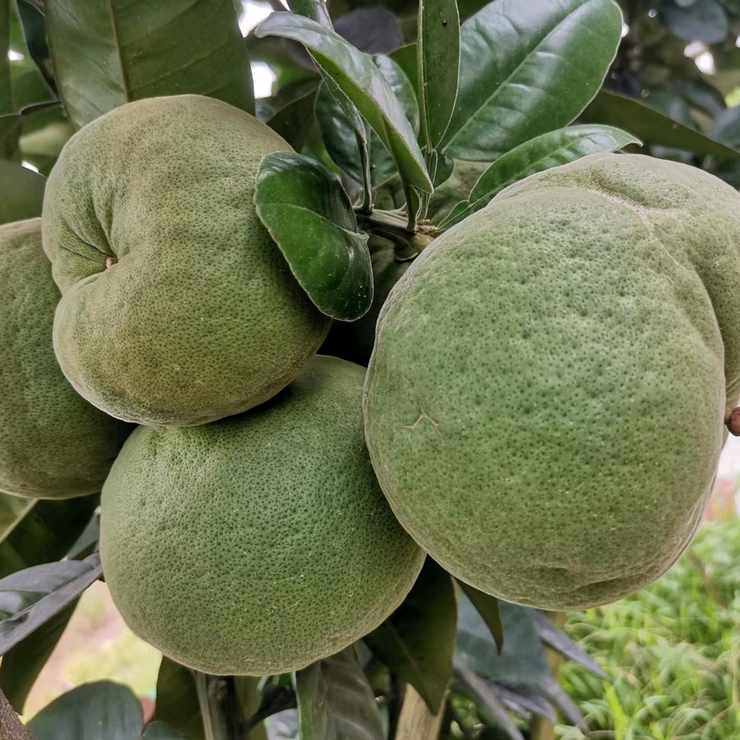 小何