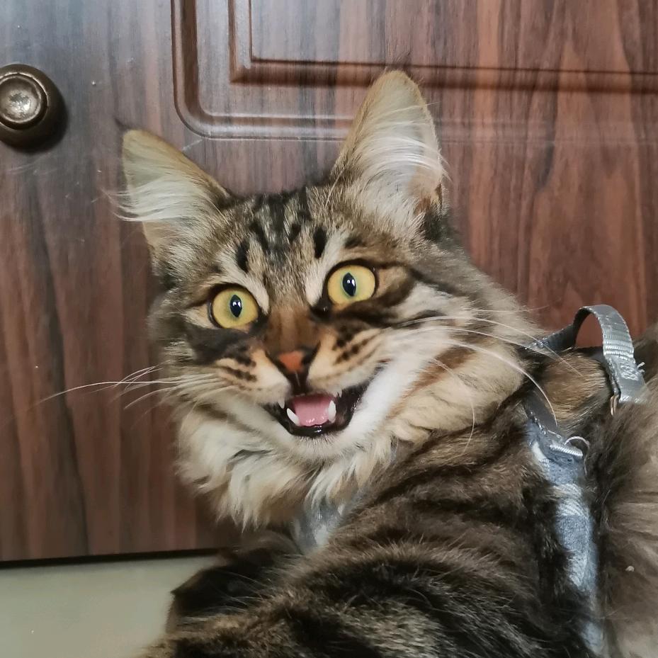 兰博🐯