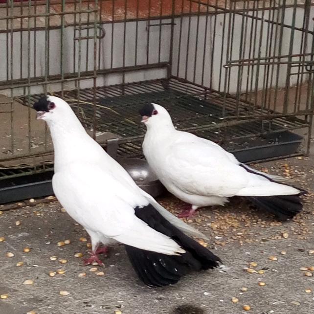 洪帮主
