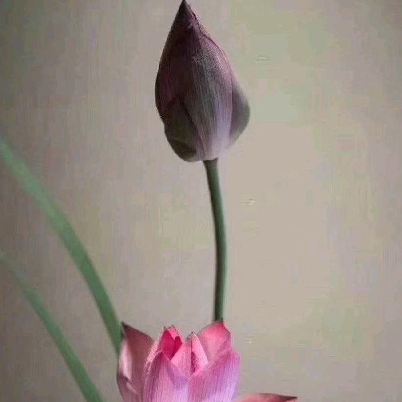 天赐鸿福