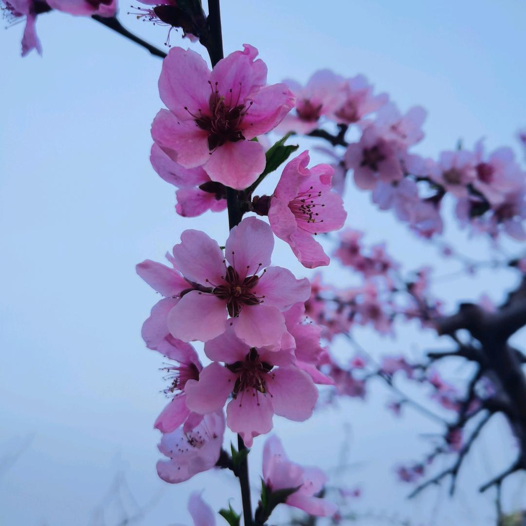 小杰