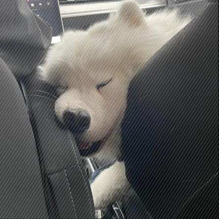 哈哈?