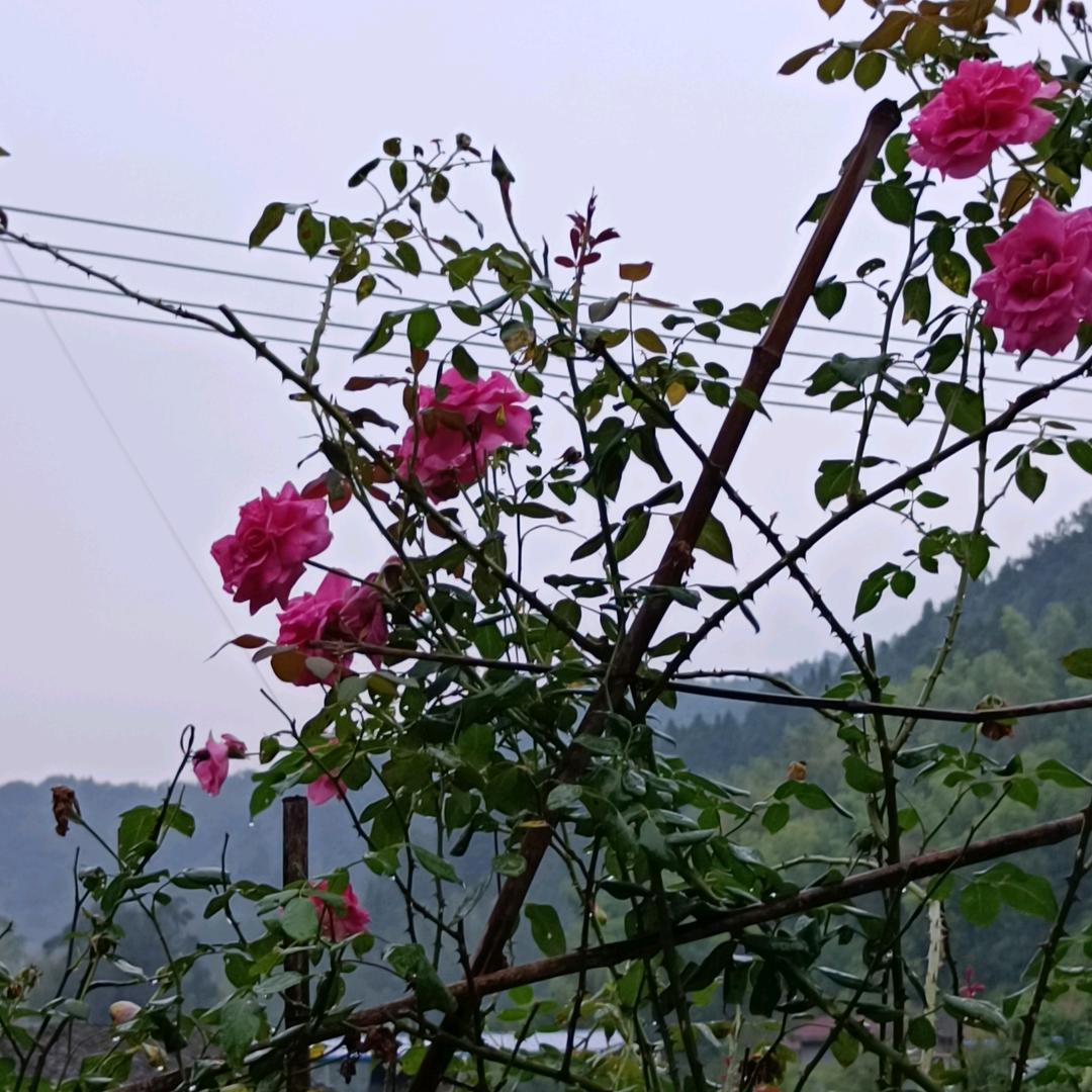花桥流水