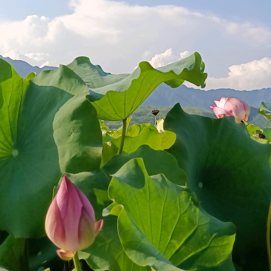 LLiangrong