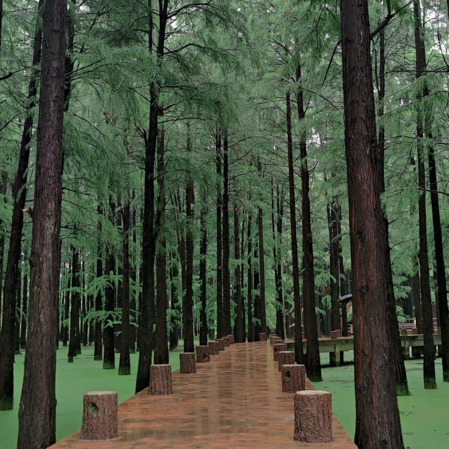 🌲南柯一梦～