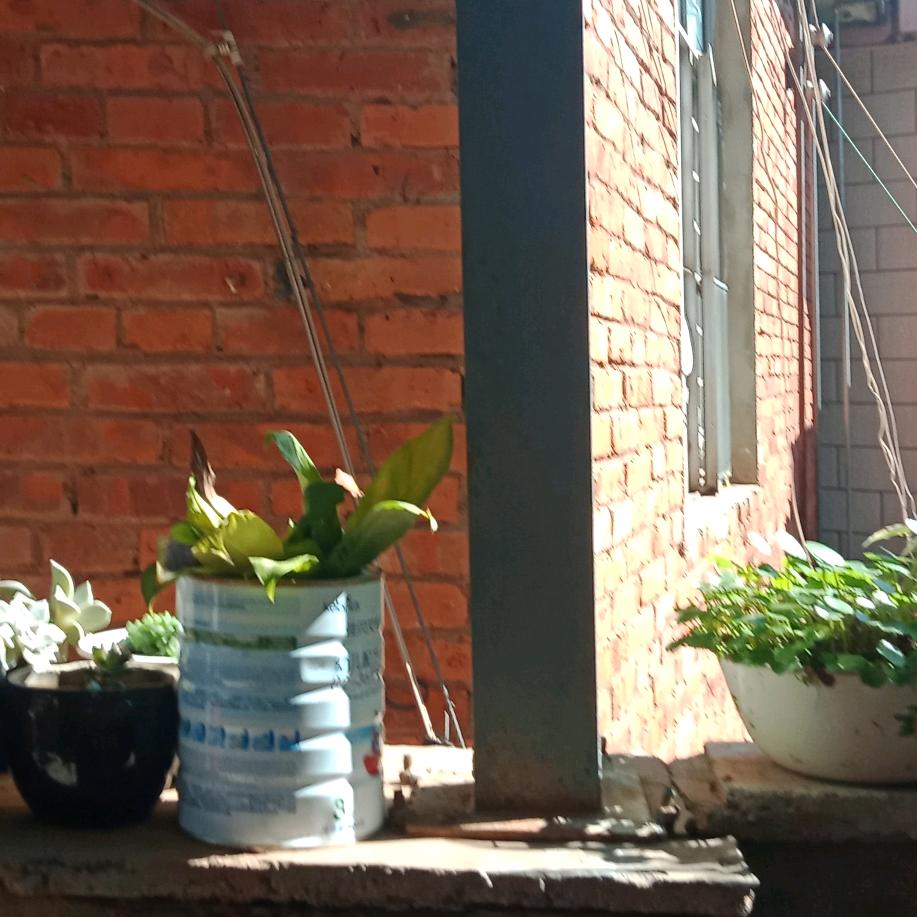 富贵花开人人爱