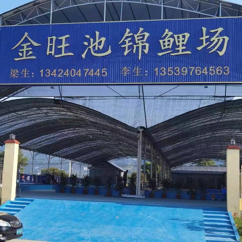 金旺锦鲤池